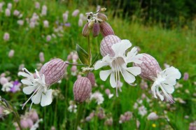 Tengermelléki habszegfű -  Talján délcike - Silene inflata, Silene inflata, saláta